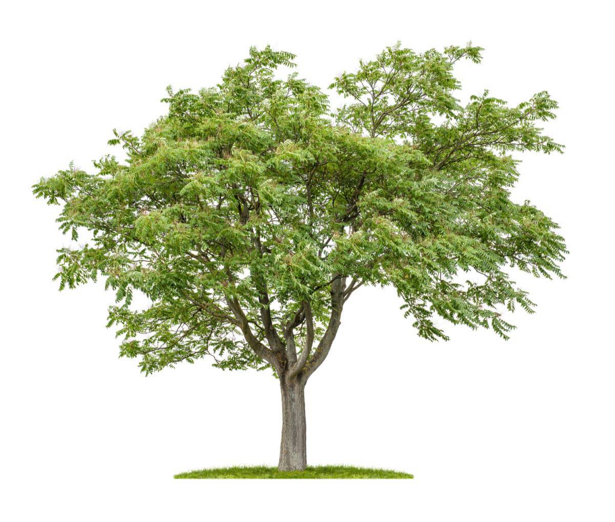 Götterbaum in der Natur. Aus der Pflanze wird das Globuli zur homöopathischen Behandlung hergestellt. Das Globuli Alianthus glandulosa wird in der Homöopathie bei Krankheiten wie Infektionskrankheiten, Kollaps und Schwäche eingesetzt. Fotolia © Zerbor