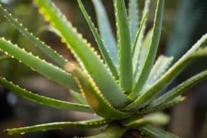 Heilpflanze Aloe perfoliata in der Natur. Aus den Bestandteilen der Heilpflanze (Blätter. Wurzeln und Samen) können ätherische Öle, Gerbstoffe und Flavonoide gewonnen werden. Diese werden bei Krankheiten wie Akne, Herpes, Brandwunden und Schuppenflechten eingesetzt. © doris oberfrank-list
