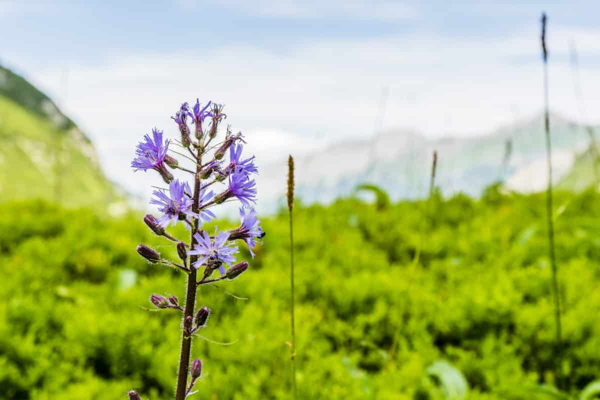 Erfahre mehr über die heilende Wirkung des Alpen-Milchlattich. Die Heilpflanze eignet sich vor allem zur Behandlung von Entzündungen und Hauterkrankungen. © gubernat