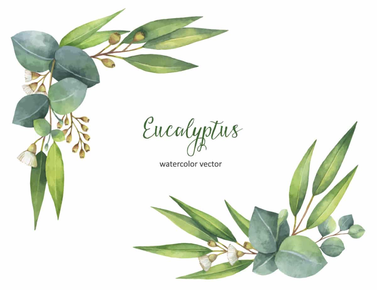 Erfahre mehr über Eucalyptus und die heilende Wirkung bei Krankheiten wie Erkältung, Grippe und Schnupfen. Fotolia © elenamedvedeva
