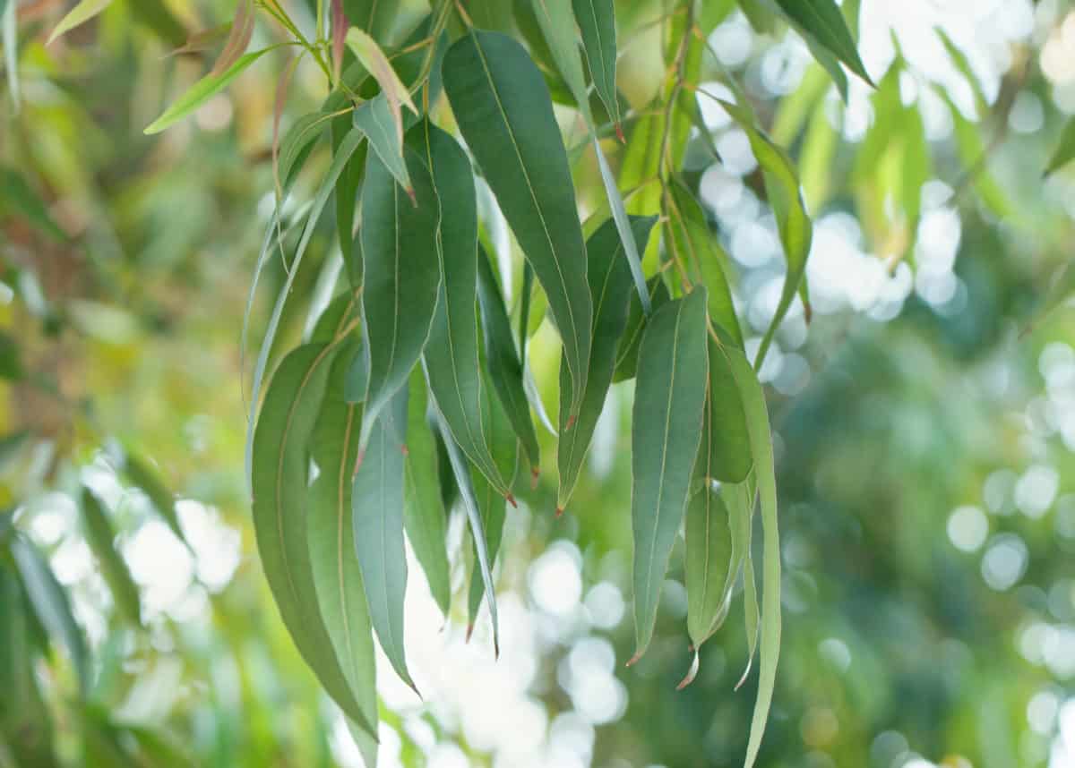 Erfahre mehr über die heilende Wirkung von Eukalyptus. Die Heilpflanze eignet sich vor allem zur Behandlung von Asthma, Bronchitis und Husten. © janaph