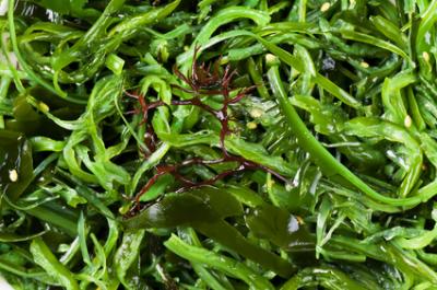 Erfahre mehr über die heilende Wirkung von Agar-Agar. Die Heilpflanze eignet sich vor allem zur Behandlung von Verdauungsproblemen. © HLPhoto