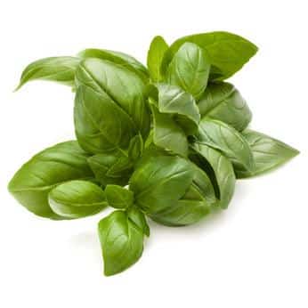 Erfahre mehr über die heilende Wirkung von Basilikum. Die Heilpflanze eignet sich vor allem zur Behandlung von Schlaflosigkeit, Migräne und Schnupfen. © Natika