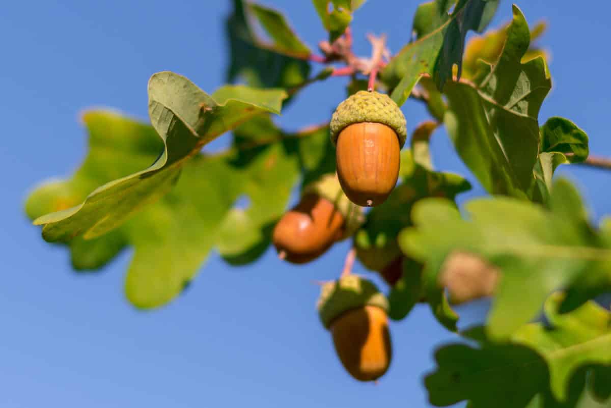 Erfahre mehr über Quercus e glandibus und die heilende Wirkung bei Krankheiten wie Leberschwäche, Schwindel und Tinnitus. Fotolia © mirkograul