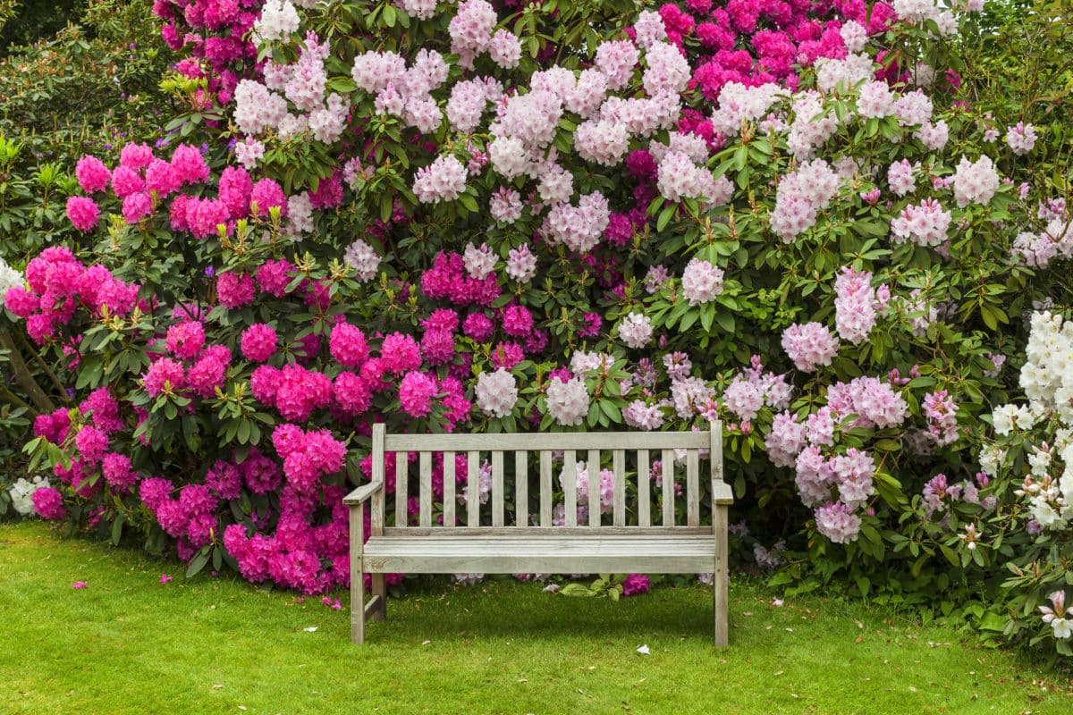 Erfahre mehr über Rhododendron und die heilende Wirkung bei Krankheiten wie Neuralgien, Rheuma und Wetterfühligkeit. Fotolia © Debu55y
