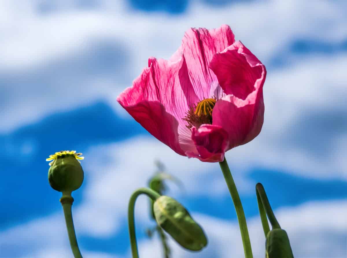 Erfahre mehr über Opium bei Darmträgheit, Bewusstseinstrübung und Schlaganfall. Fotolia © costadelsol