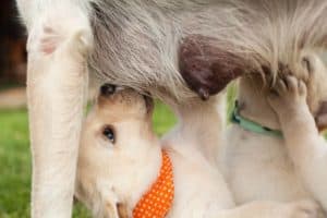 Aus Hundemilch wird das Globuli zur homöopathischen Behandlung hergestellt. Das Globuli Lac caninum wird in der Homöopathie bei Krankheiten wie Ängste, Erkältungen und Menstruationsbeschwerden eingesetzt. Fotolia © Ilike