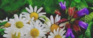 Regionsflorist – verschicken Sie frische Blumen