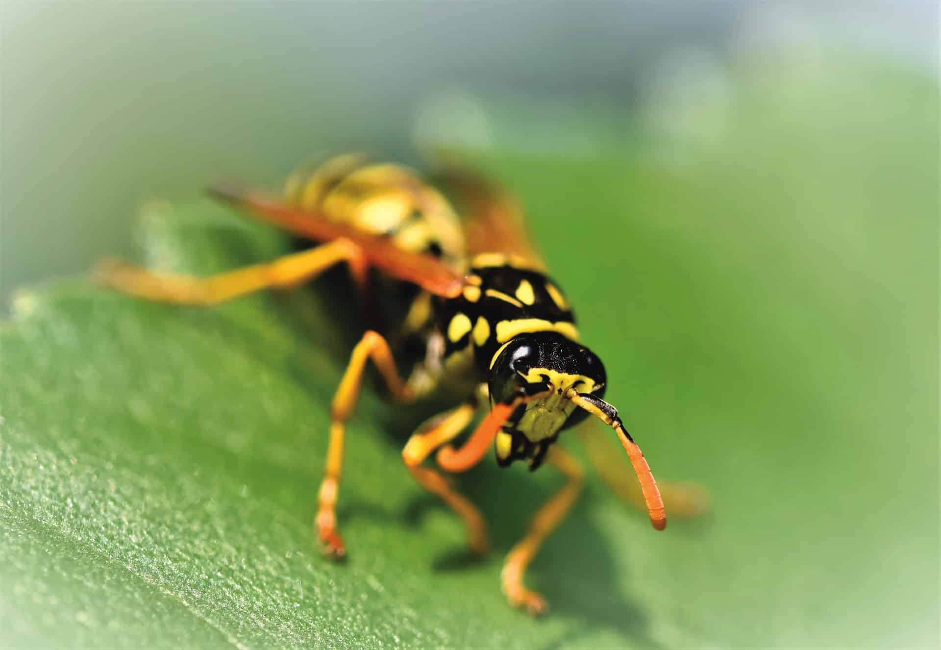 Wespenstich homöopathisch behandeln Bild von Ralph auf Pixabay